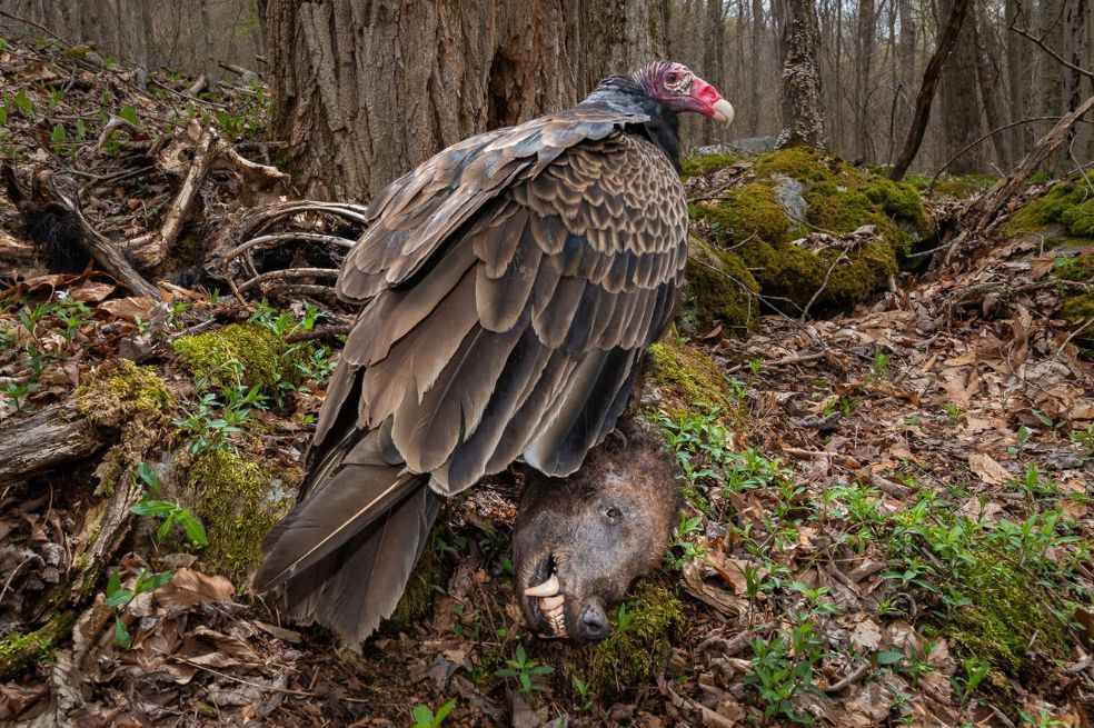 Comportamiento de Aves: Nathaniel Peck se quedó con el primer lugar de esta categoría. Su foto la llamó 'El carroñero' .