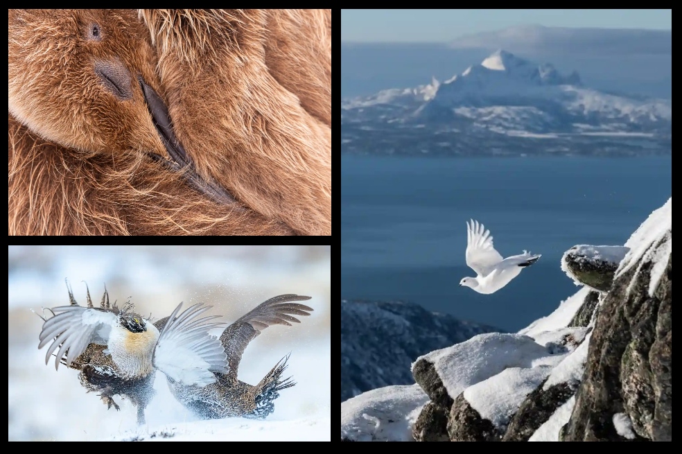 En imágenes: estos son los ganadores del Fotógrafo de aves del año