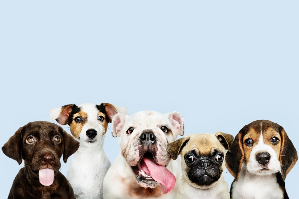 Perros