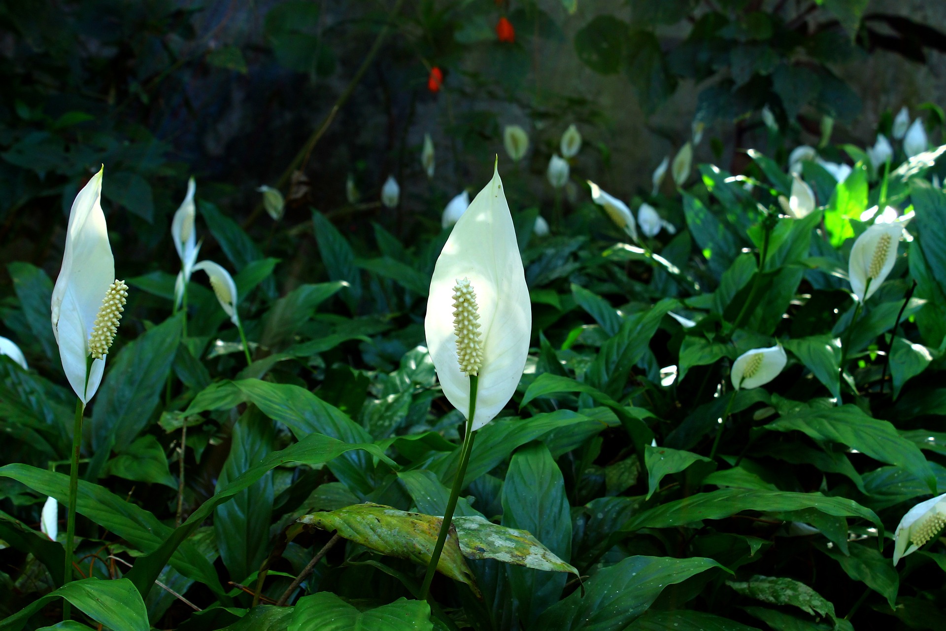 Lirio de paz: una planta con flores duraderas que requiere pocos cuidados