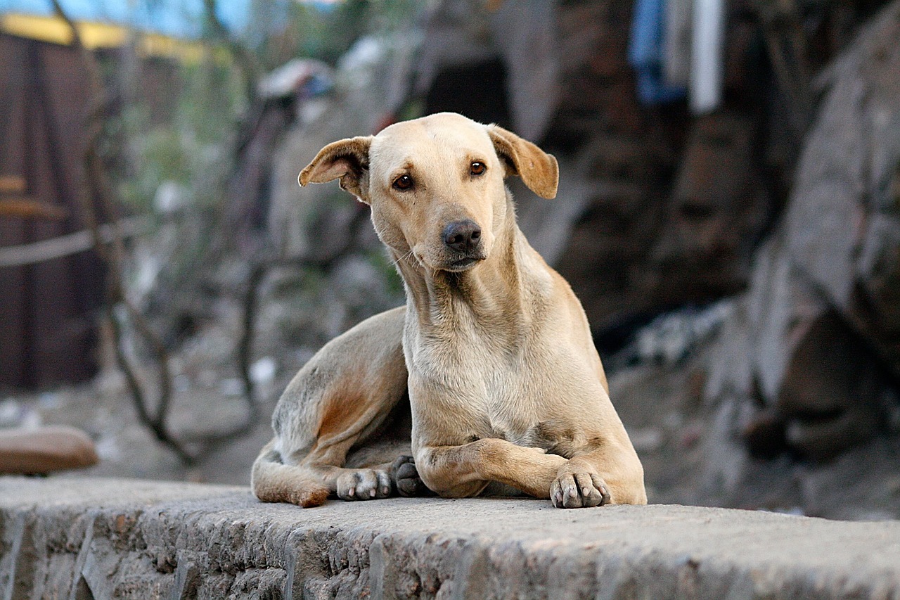 Día Mundial del Perro sin Raza: razones para adoptar un perro y celebrar esta fecha