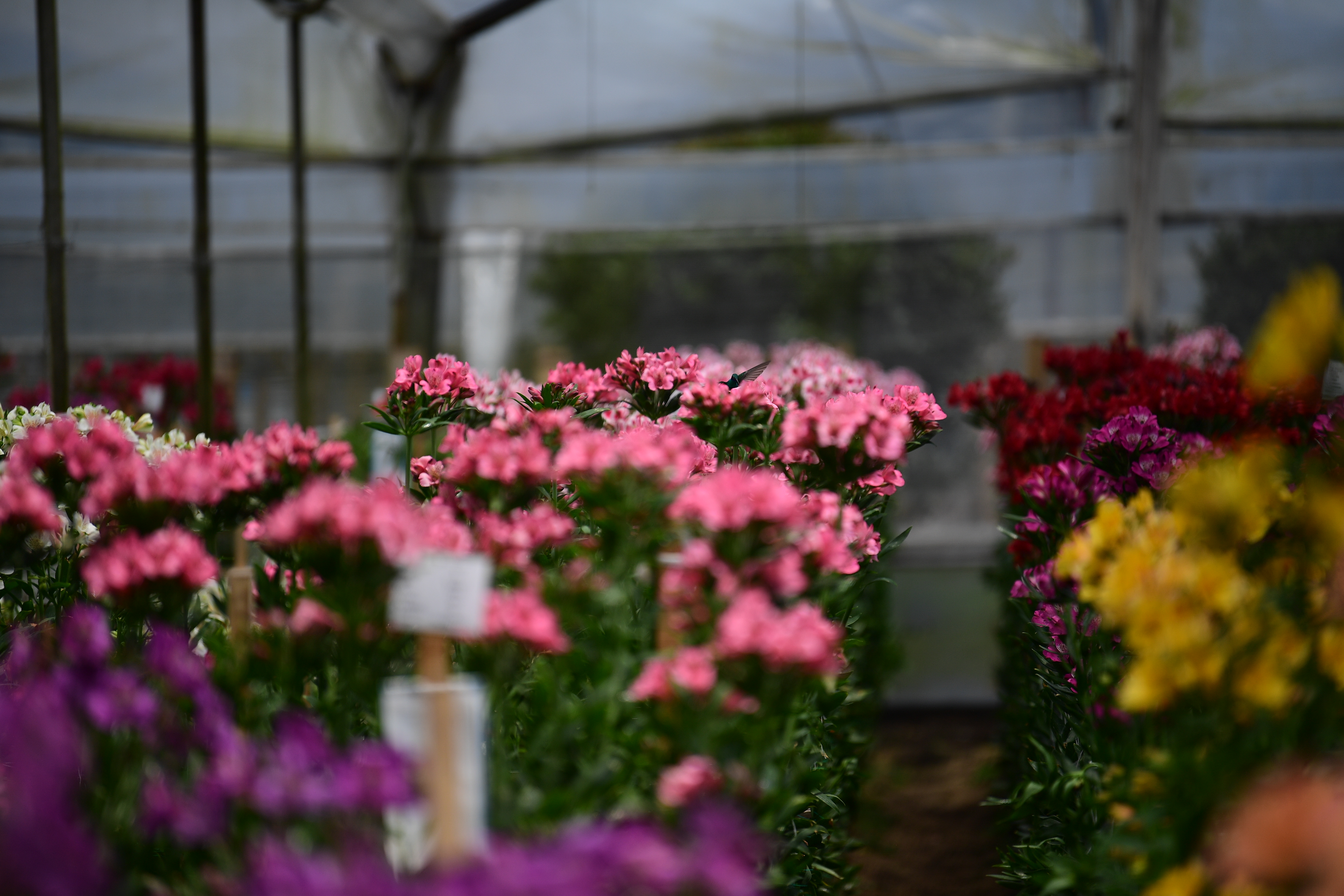 Recolección y cultivos de flores por el día de las madre