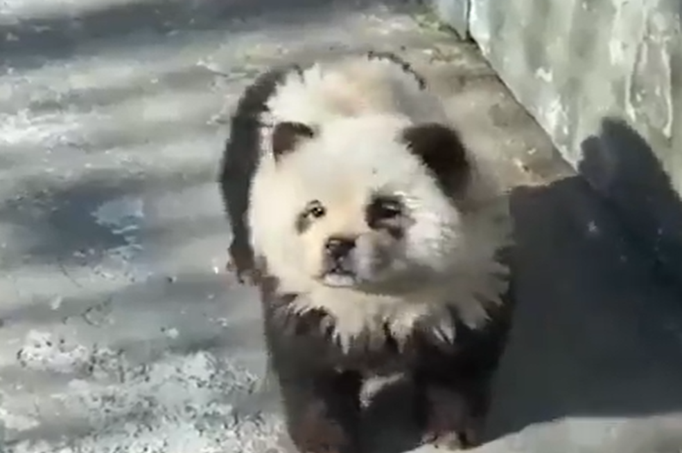 ¿Maltrato animal? Zoológico chino admite que sus “pandas” son perros pintados