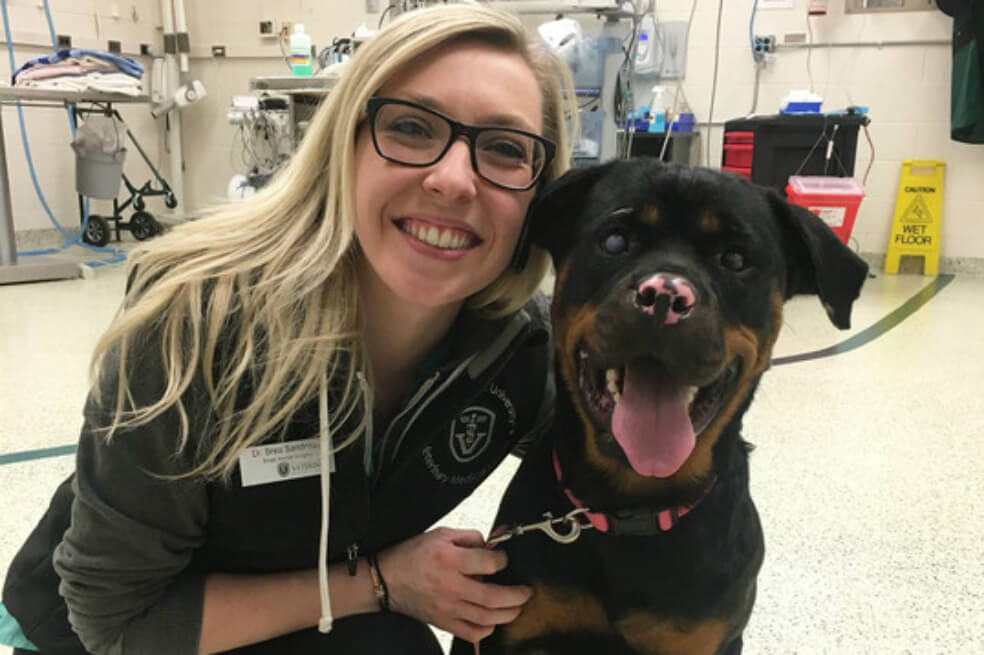 Una rottweiler se recupera de quemaduras con injertos de piel de pez