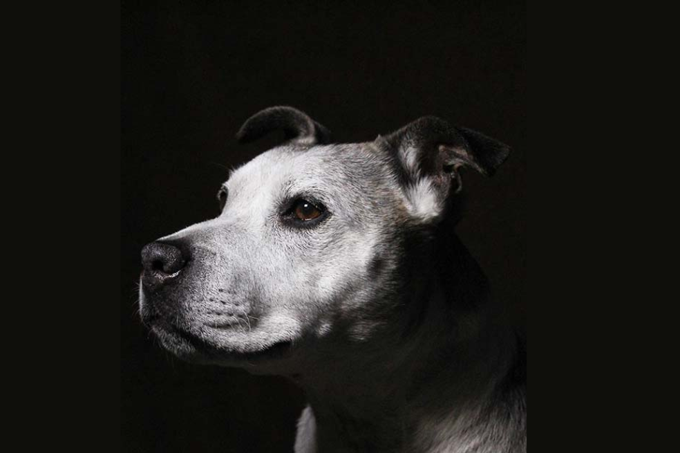 Ganadora: Retratos de mascotas 
Esta es Coco, mi perrita rescatada de raza Staffordshire Bull Terrier, y estoy muy orgullosa de ella por haberse quedado sentada pacientemente (¡con la ayuda de unas cuantas golosinas!) para que pudiera tomar esta foto. Monté un estudio improvisado en mi habitación utilizando una funda nórdica negra colgada con pinzas en mis cortinas cerradas y una pequeña luz ajustable que me habían prestado. Después, ajusté un poco el contraste, la nitidez y la saturación para oscurecer el fondo y hacer que la imagen fuera más impactante.
