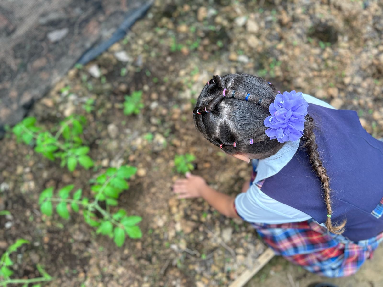 Las huertas escolares representan una oportunidad ideal para que estudiantes y familias mejoren su alimentación mientras descubren el valor intrínseco de proteger el medio ambiente.