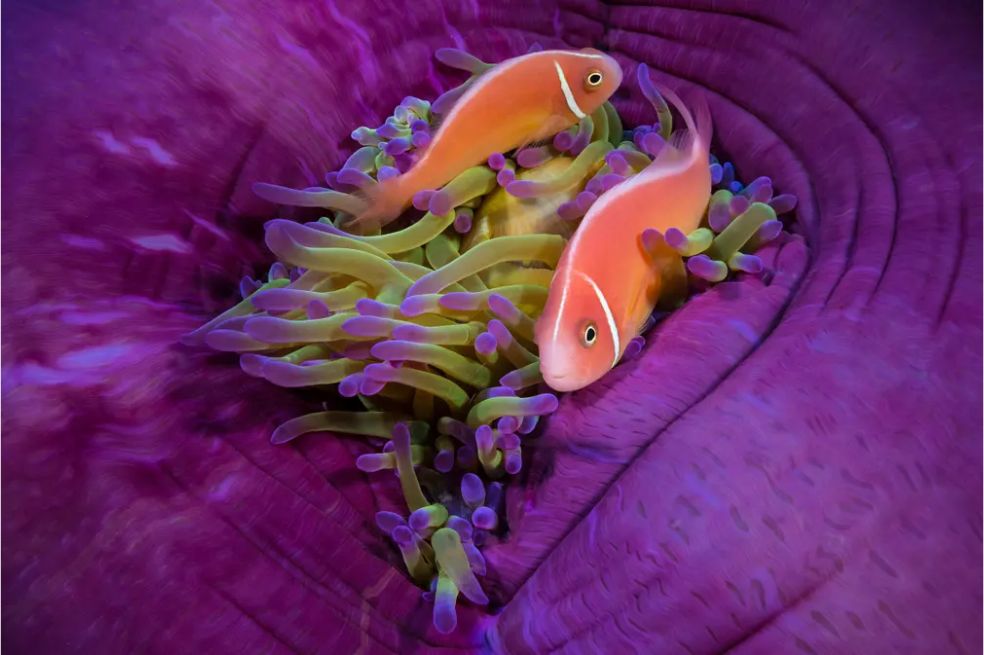 Peces coloridos de anémona