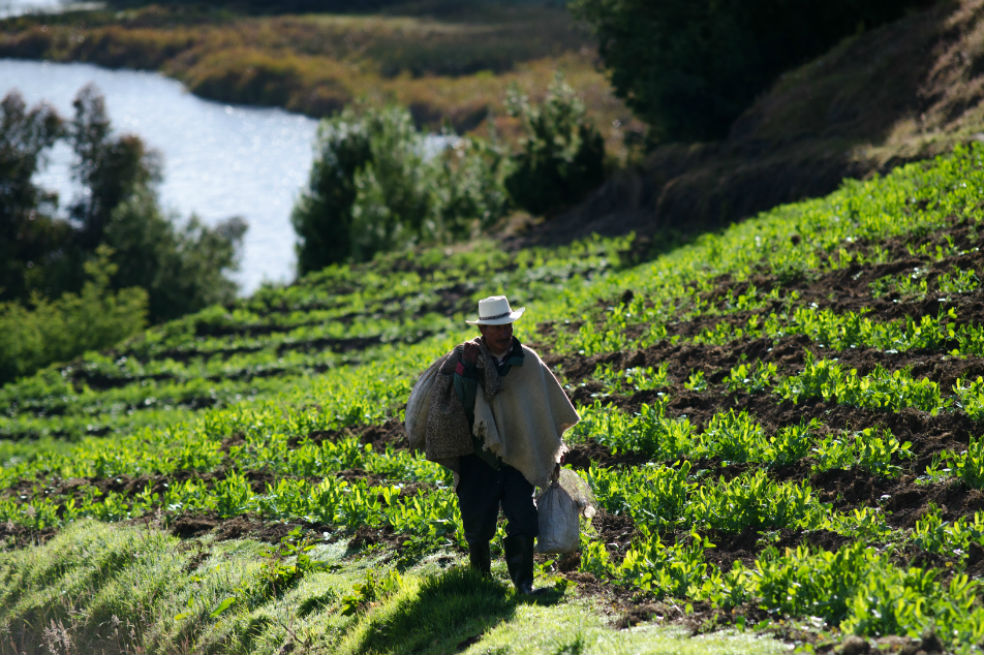 La alimentación como derecho constitucional: ¿qué falta para que se garantice?