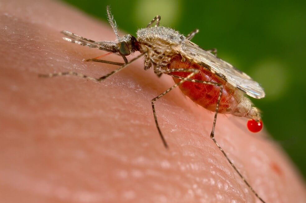 Inicia el primer programa de vacunación del mundo contra la malaria