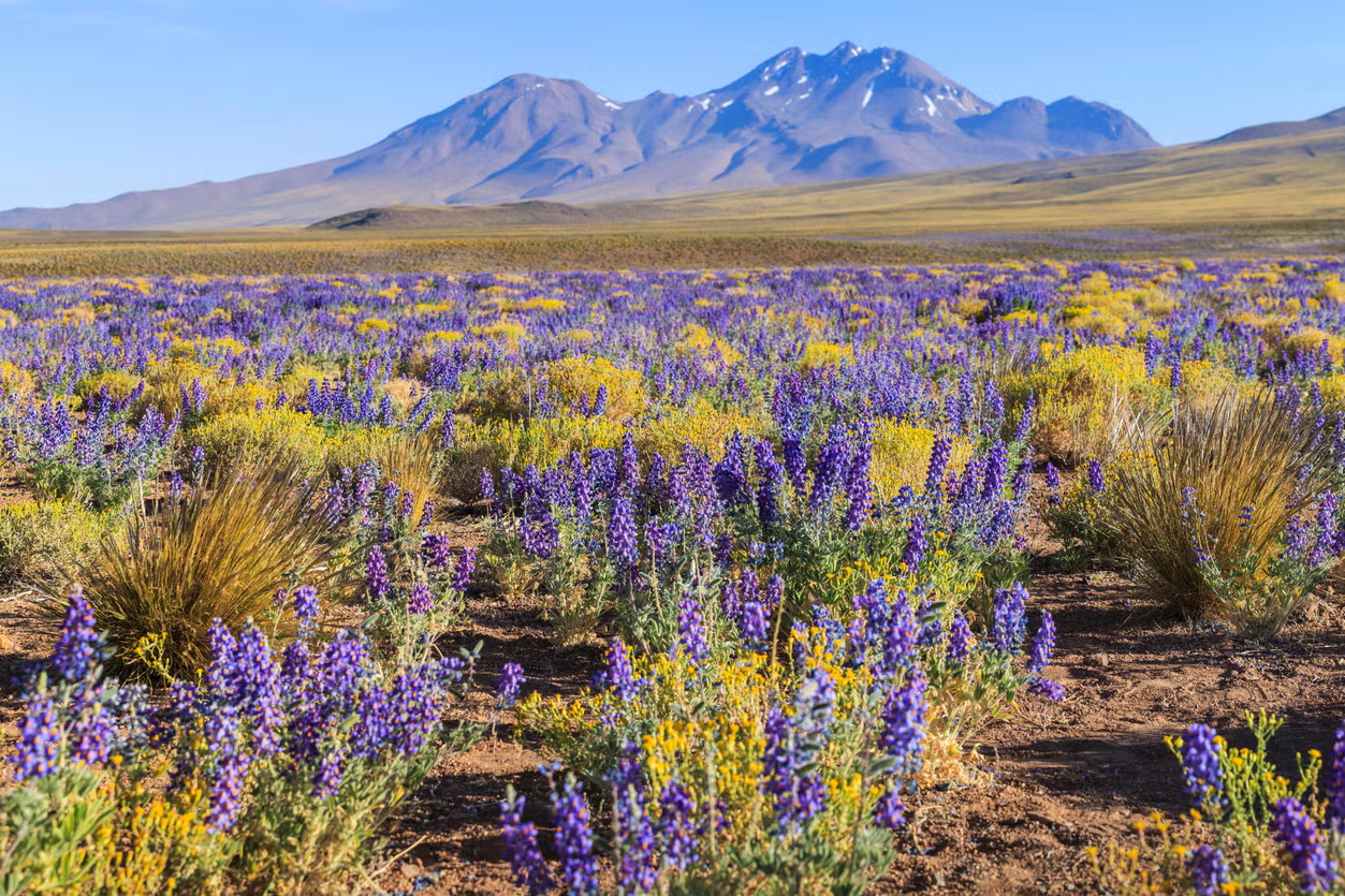 En medio de la región más árida del planeta, nace un tapiz de flores moradas.