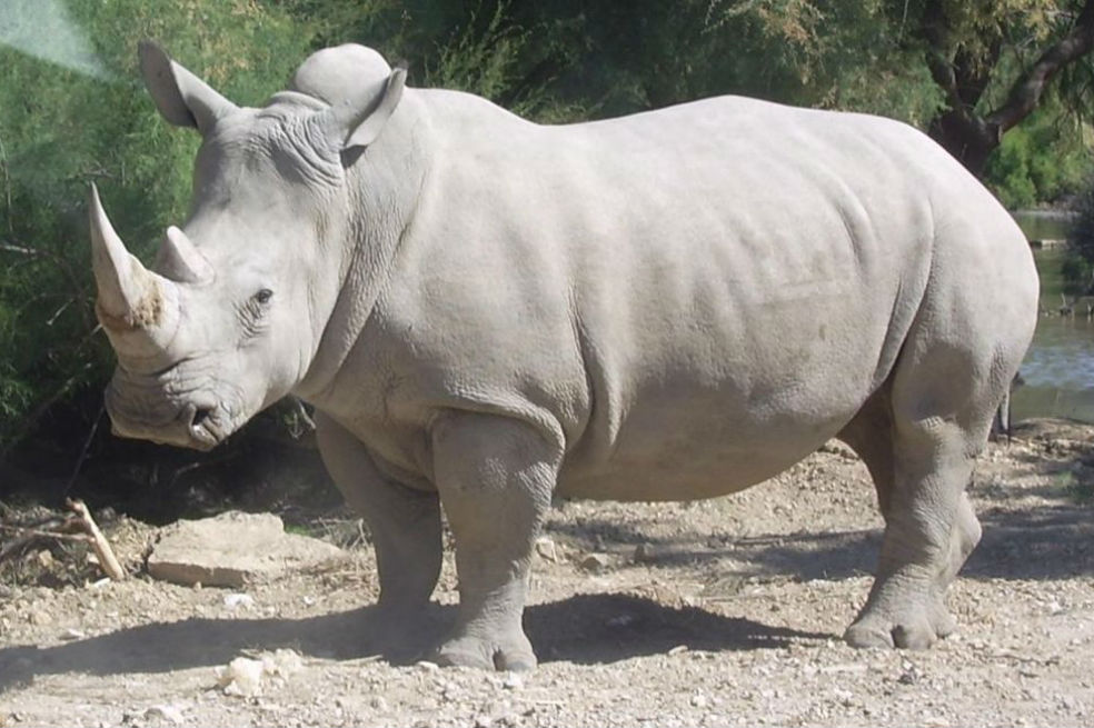 El embarazo de una rinoceronte en Estados Unidos puede salvar una subespecie