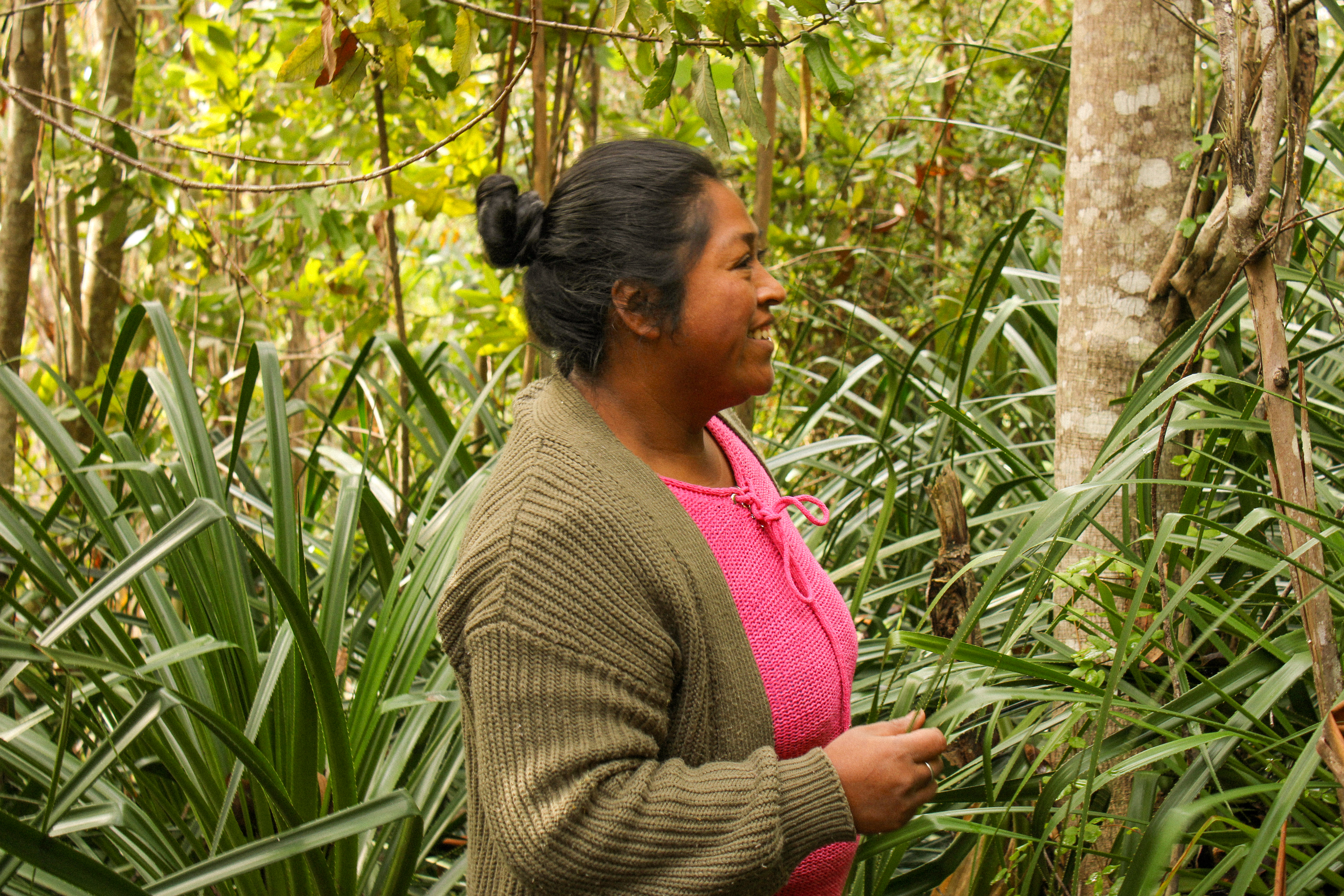 En el sur de Chile, en la comuna costera de Saavedra, la planta endémica chupón o quiscal ha disminuido su presencia debido a la degradación y pérdida del bosque nativo, amenazando la biodiversidad local y prácticas culturales ancestrales, como la elaboración de la Pilwa, tradicional tejido desarrollado con la fibra de esta planta y que Mercedes Huincateo, mujer de la etnia mapuche lafkenche, mantiene como patrimonio cultural y medio de vida.