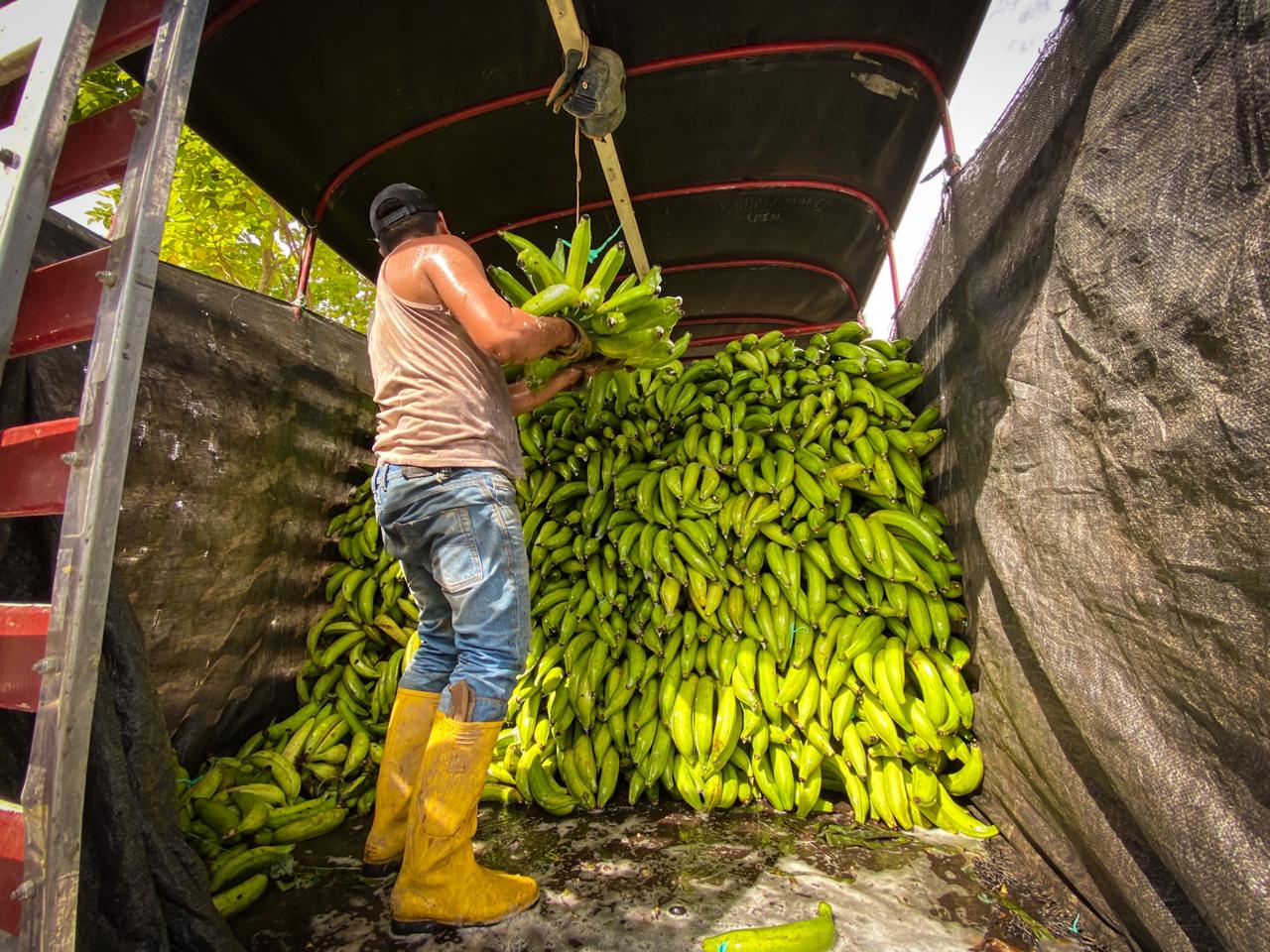 Foto de un camión cargado de plátano.