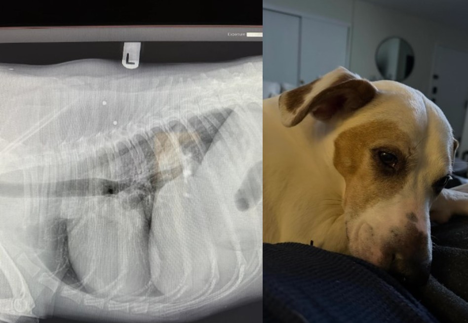 La historia de Beans: el perro que comparte un trauma similar al de su dueño