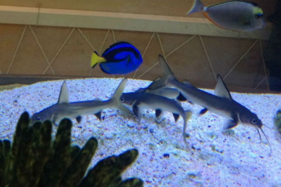 «Con los peces sacrificados lo fácil habría sido hacer lo mismo de antes, nada»: Peñalosa