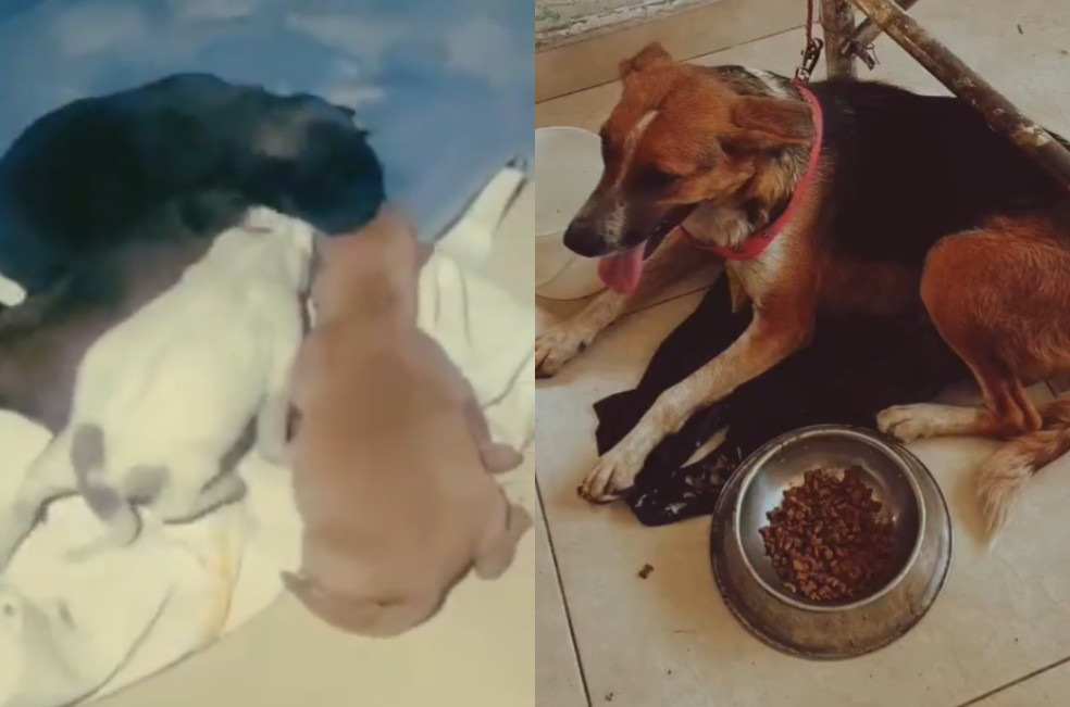 Judicializan a hombre que enterró vivos a cachorros en Valle del Cauca