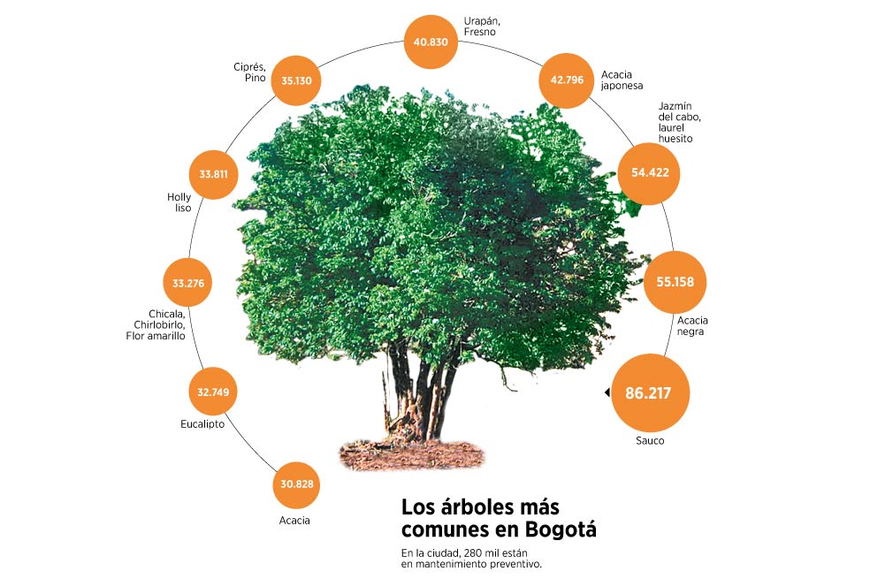 Se buscan los 100 árboles íconos de Bucaramanga y su área metropolitana