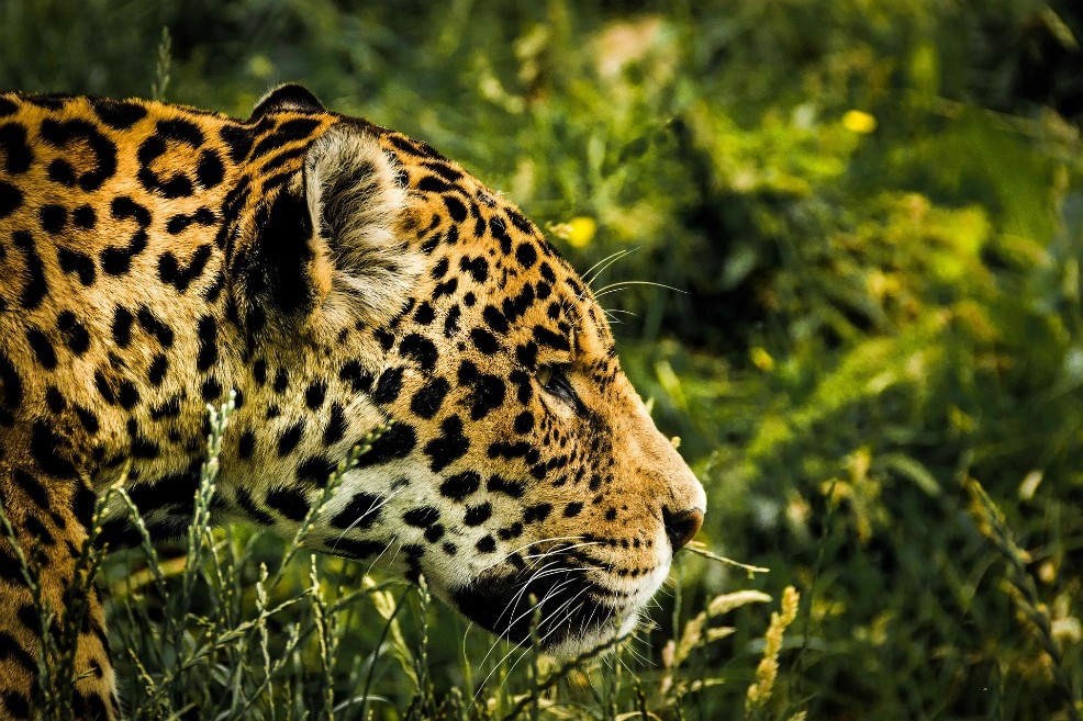 Los grandes felinos saben dejar mensajes a los miembros de su especie