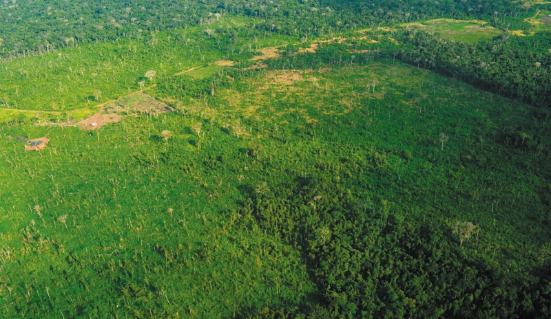 El 43 % de la pérdida de bosque en la Amazonia se ubicó a menos de un kilómetro de una carretera /Rodrigo Botero