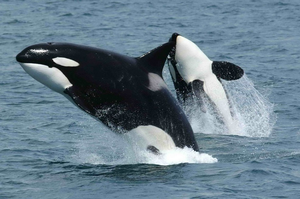 En vídeo: graban por primera vez a orcas haciendo explotar a una presa “por diversión”