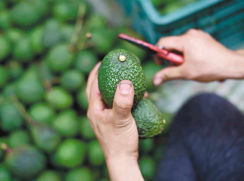 El aguacate es una de las frutas que más vitaminas y propiedades tiene a la hora de consumirlo. Te contamos más.