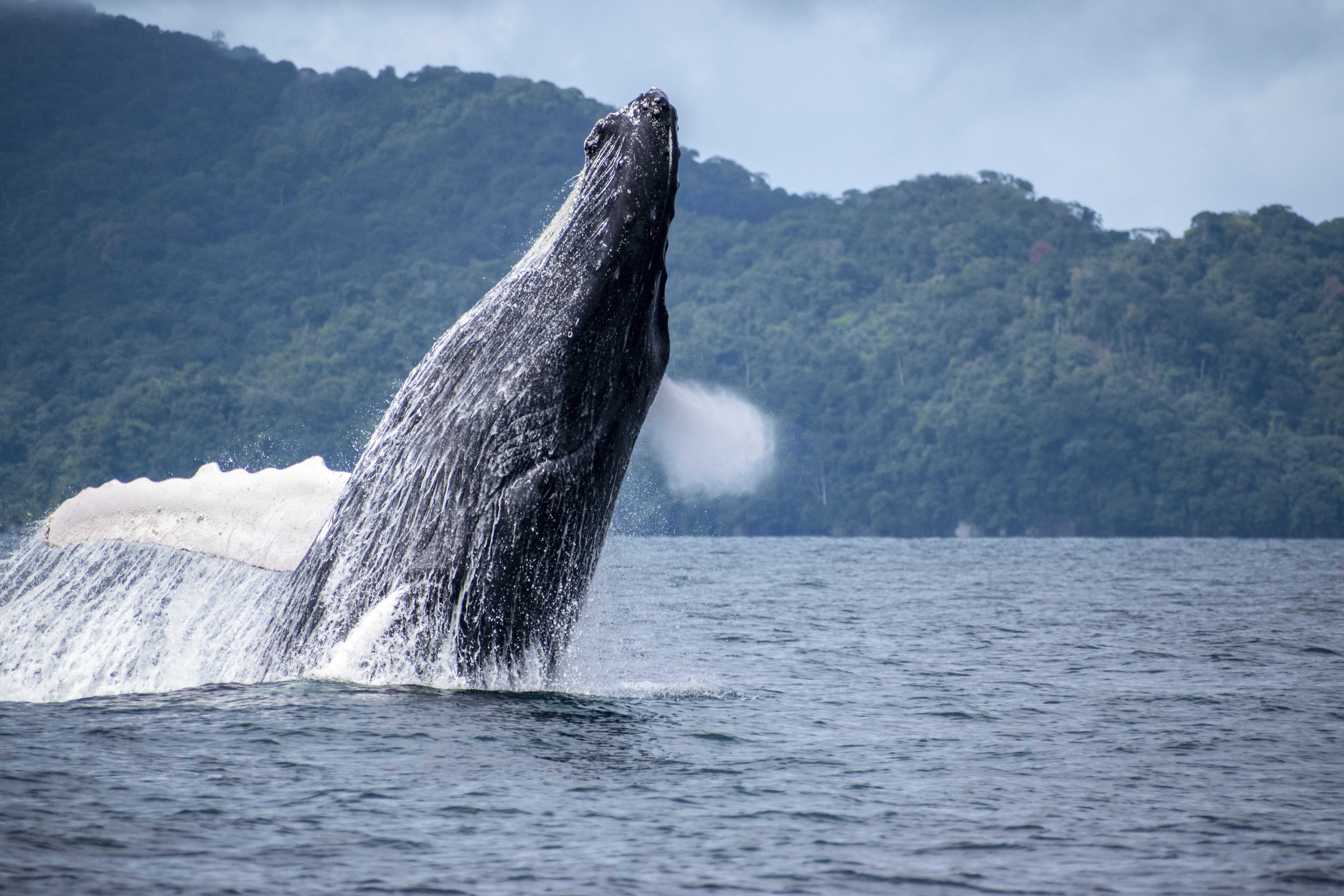 ballenas