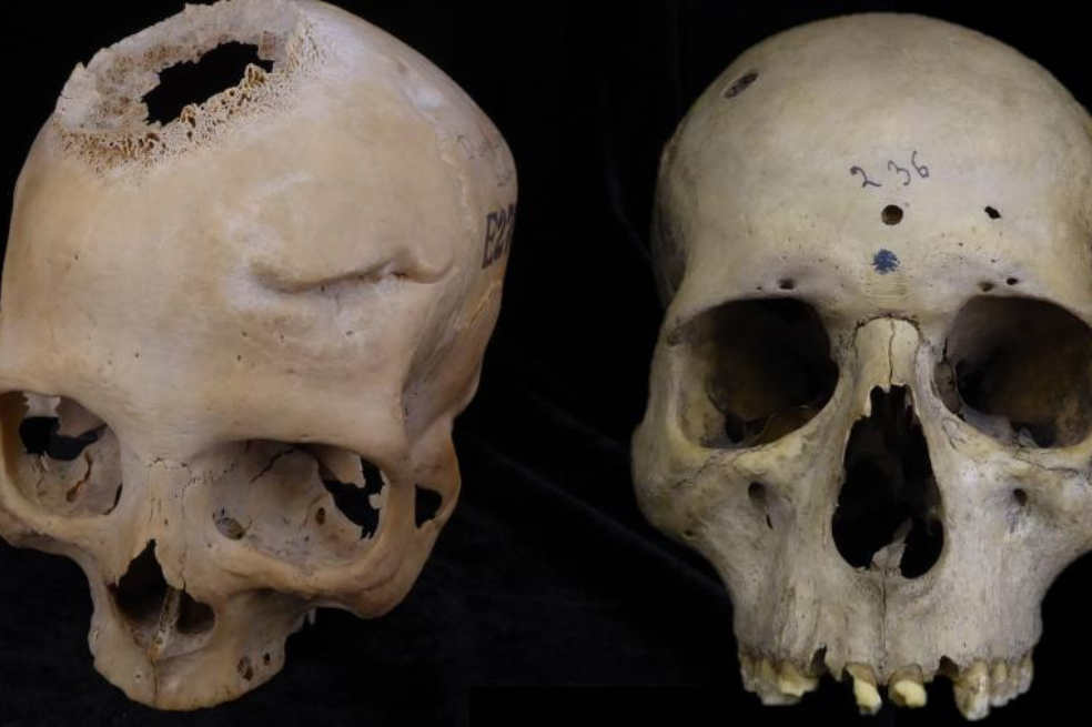 Muestra de los cráneos analizados por los investigadores.