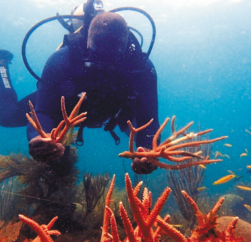 Trasplantan con éxito 128 colonias de coral en Providencia para salvar los arrecifes