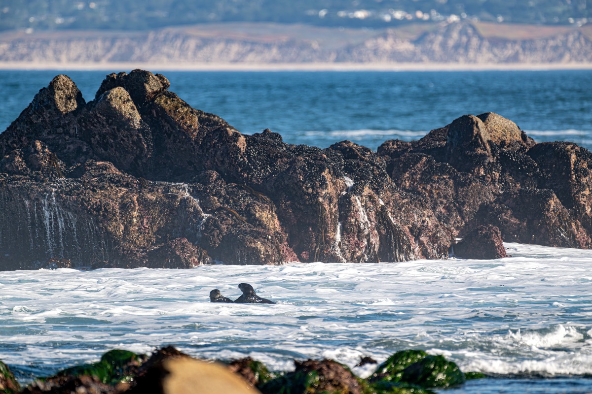 La Bahía de Monterey, en Estados Unidos, es uno de los destinos más destacados de Norteamérica para el avistamiento de cetáceos durante todo el año, con presencia de orcas, ballenas jorobadas, azules, francas y minke. Entre diciembre y abril se observa la migración de la ballena gris, mientras que en verano y otoño estas aguas se convierten en uno de los mejores escenarios para ver a la ballena azul, el animal más grande del planeta, en medio de un paisaje costero reconocido por sus acantilados, playas y abundante vida marina.