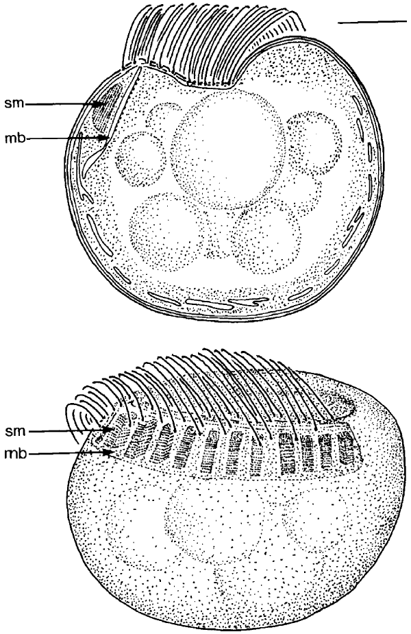 El microbio Candidatus Ovobacter propellens, que se ve aquí en sección transversal (arriba) y vista lateral (abajo), tiene un penacho de unos 400 flagelos que utiliza para nadar rápidamente. También posee características membranosas inusuales de función desconocida, como membranas apiladas (sm) y una banda membranosa (mb).

CRÉDITO: T. FENCHEL Y R. THAR / FEMS MICROBIOLOGY ECOLOGY 2004