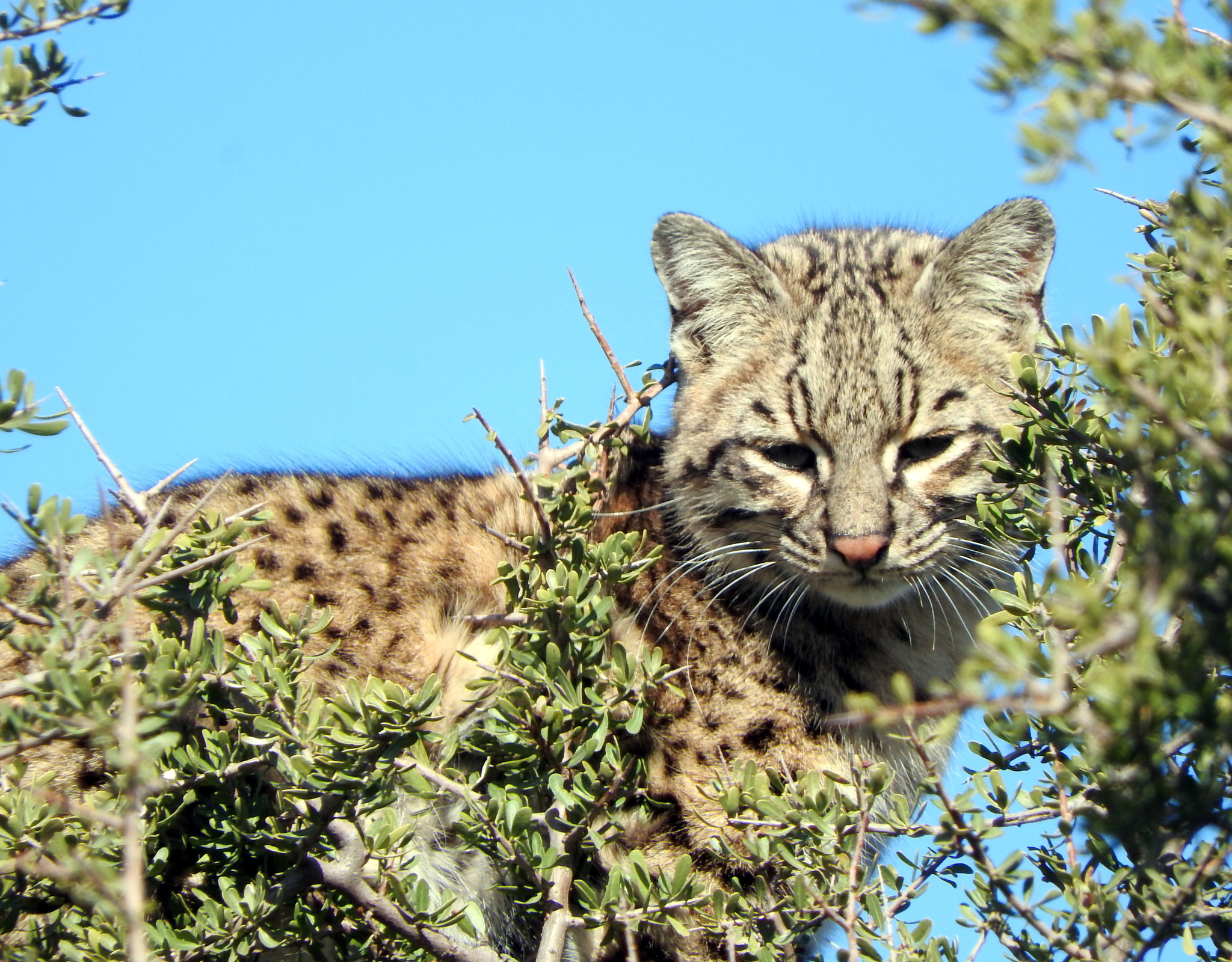 Descubren una nueva especie de felino en Colombia: el gato de Nariño