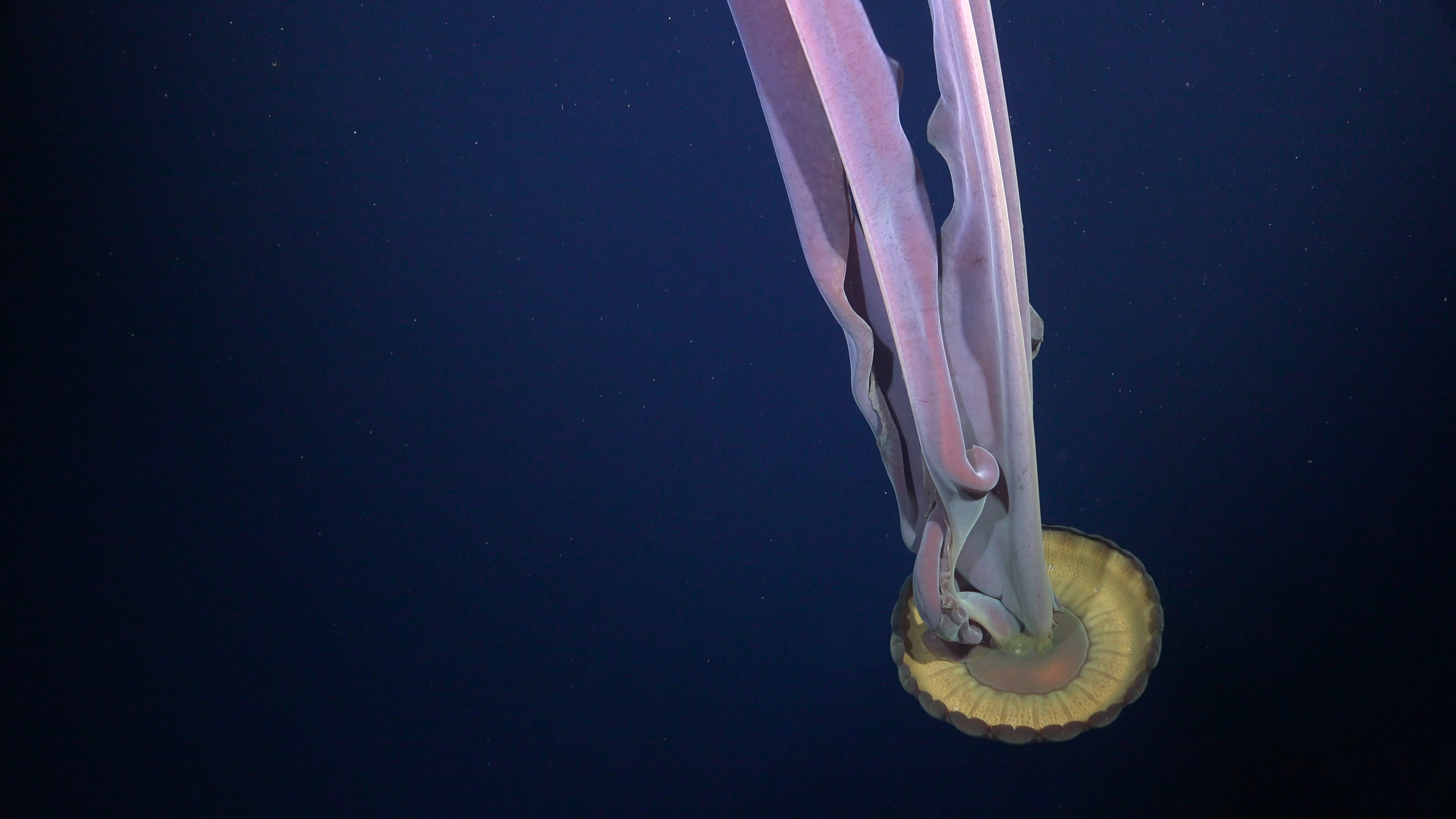 Se ha documentado una medusa fantasma gigante en el mar de Bellingshausen, frente a la Antártida, en una zona donde la plataforma y el talud están cortados por varios barrancos submarinos. Esta medusa puede alcanzar un tamaño descomunal: la campana llega a medir más de un metro de diámetro, con cuatro brazos orales en forma de cinta que pueden llegar a medir más de 10 metros de longitud.
