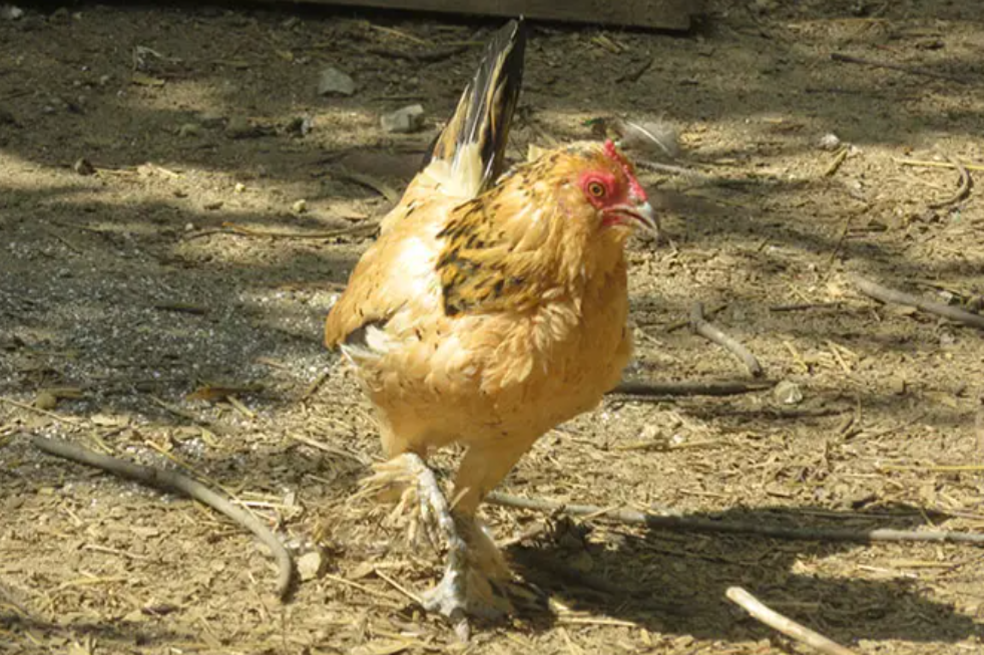 Gallina rompe el Récord Guinness y se convierte en la más vieja del mundo