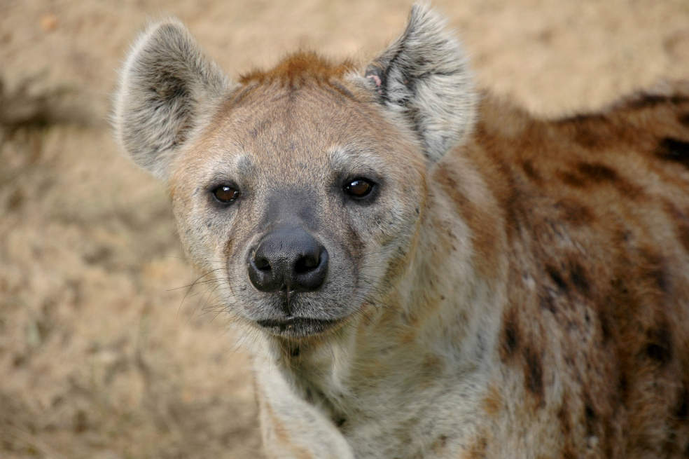 Cámara capta una especie que se creía desaparecida