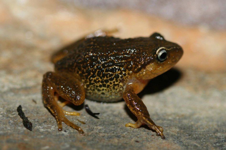Descubren nueva especie de rana en Colombia