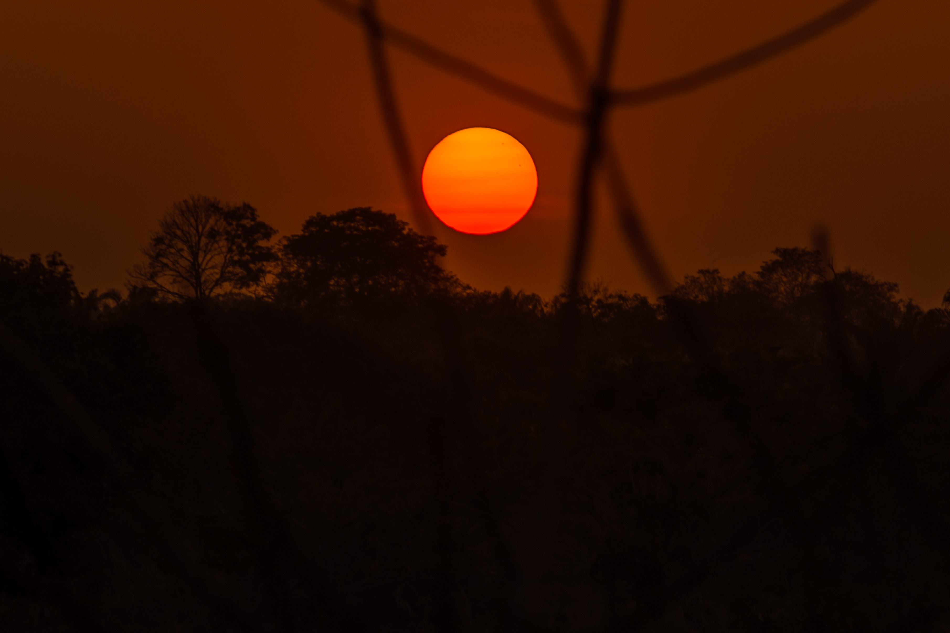 COP28: la vida en el planeta como la conocemos está en juego