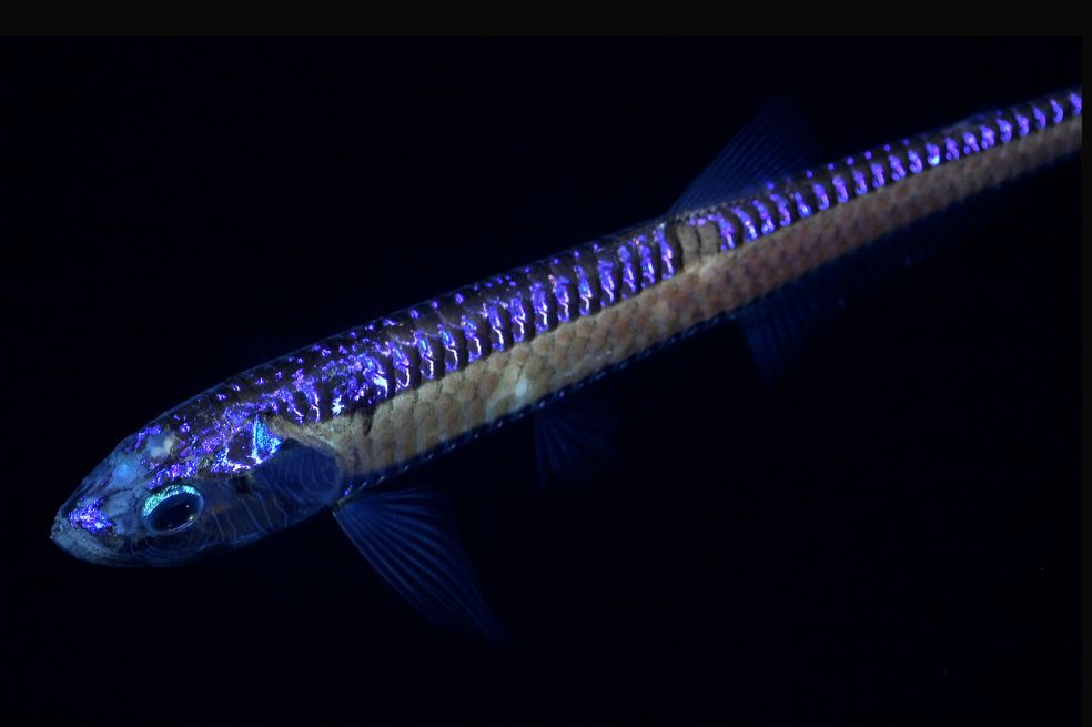 Las especies observadas se componen de calamares, peces, corales, moluscos, estrellas de mar, esponjas de cristal, erizos de mar, cangrejos y langostas, entre otros.