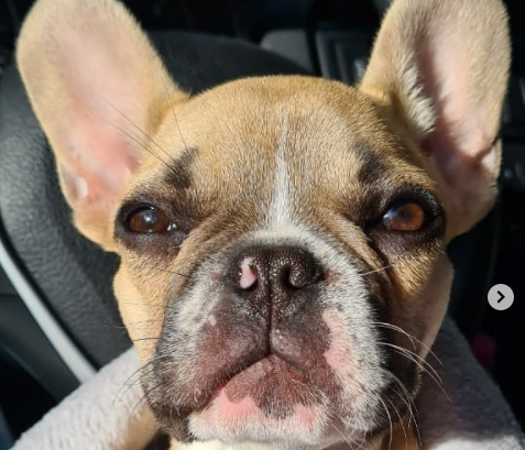 Polémica por caso de cachorro que fue devuelto a su presunto agresor en Bogotá