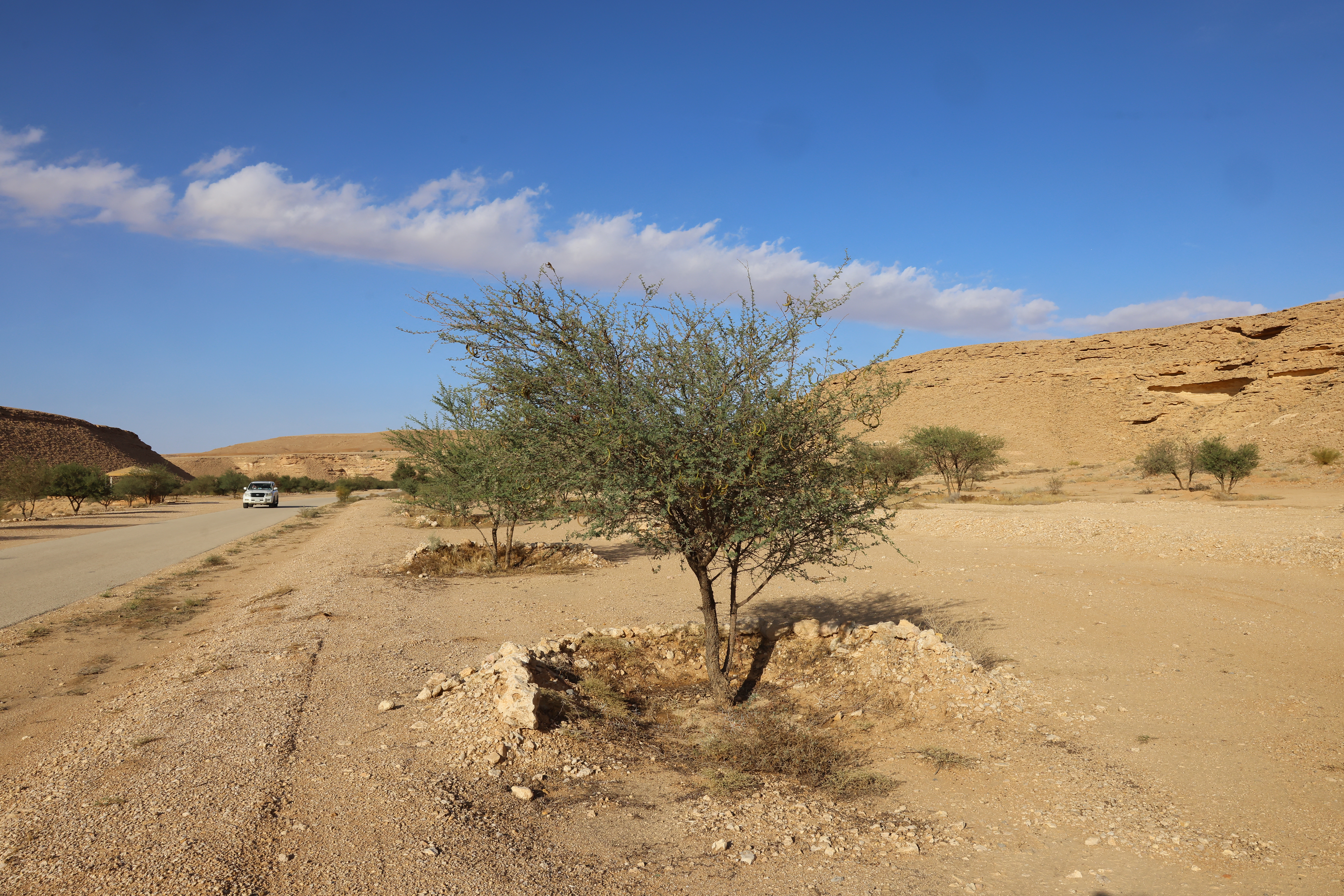 A picture shows a view of the Al-Ghat National Park on November 28, 2024.