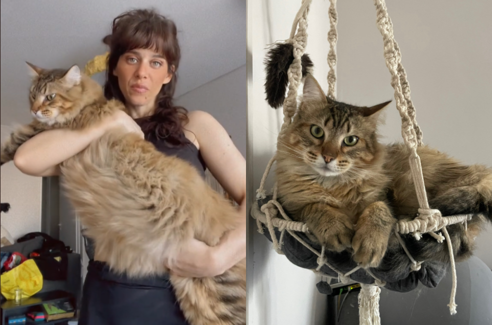 Este es Legolas, el gato que se volvió famoso en TikTok: ¿qué tiene de especial?