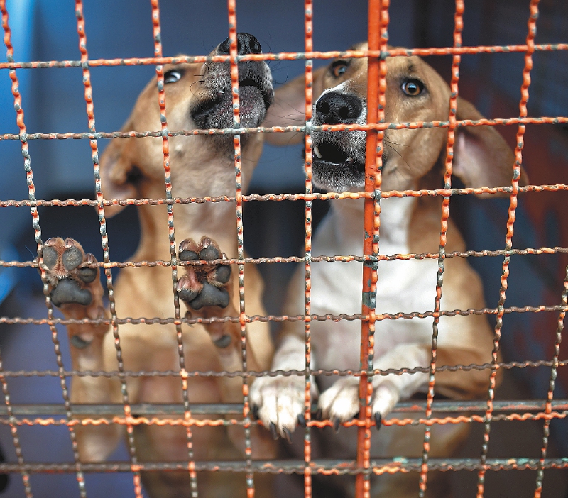 Inscripciones abiertas para hacer servicio social estudiantil cuidando animales