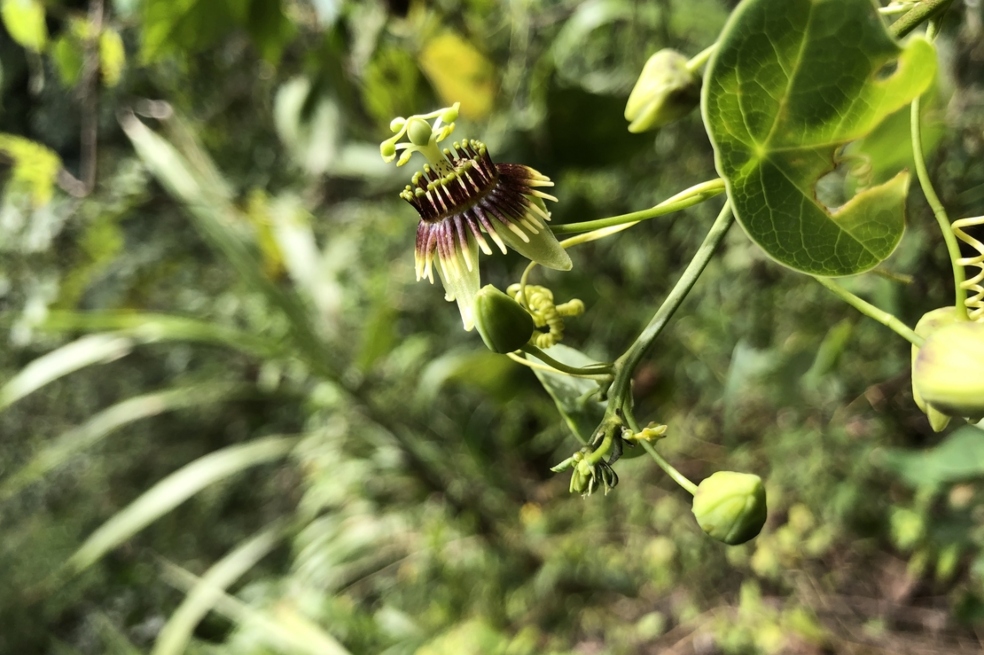 Redescubren especie endémica de planta que se creía extinta desde hace más de 135 años