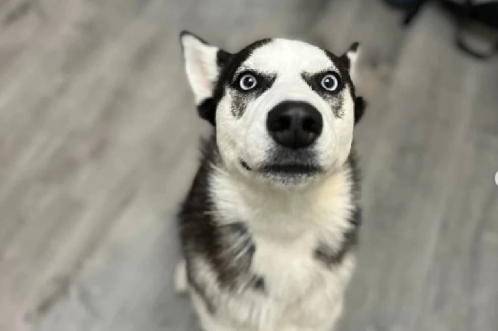 Cora fue adoptada y devuelta: su mirada lo dice todo