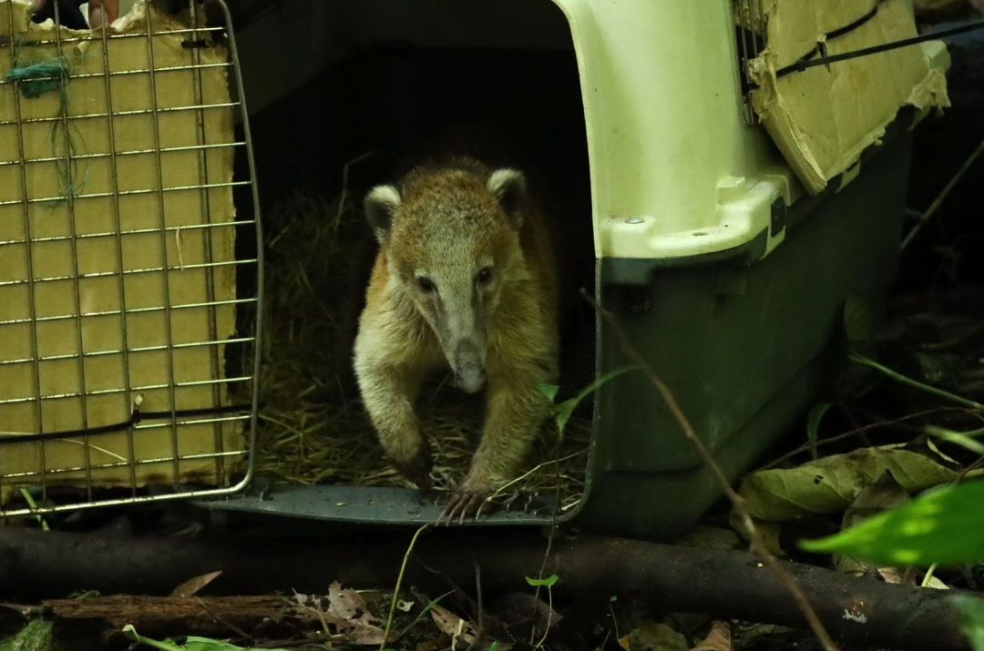 Animales liberados en el Huila