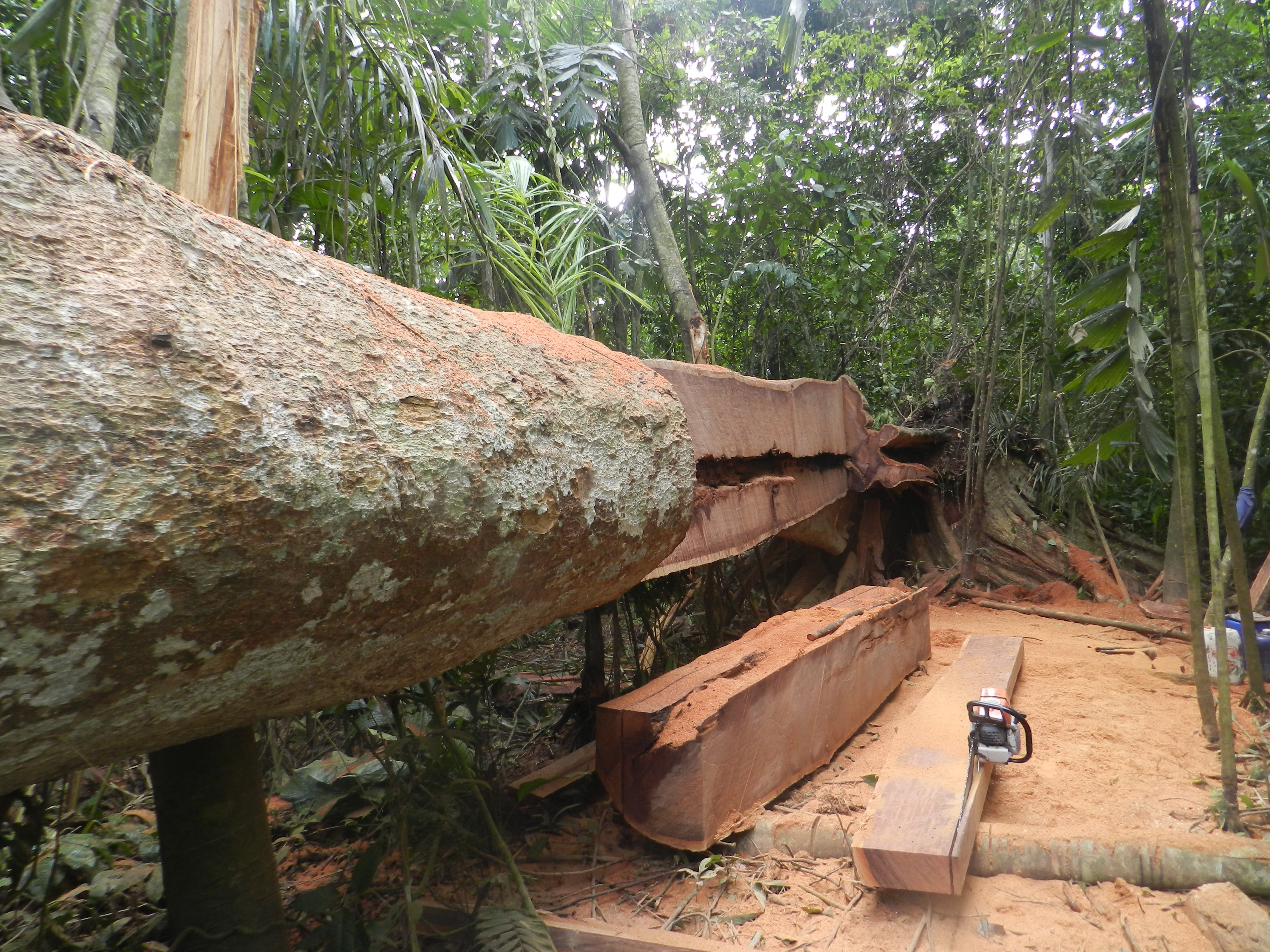 Tala de árboles en el Cerro El Cuchillo, ubicado en la subregión del Bajo Atrato (Chocó).