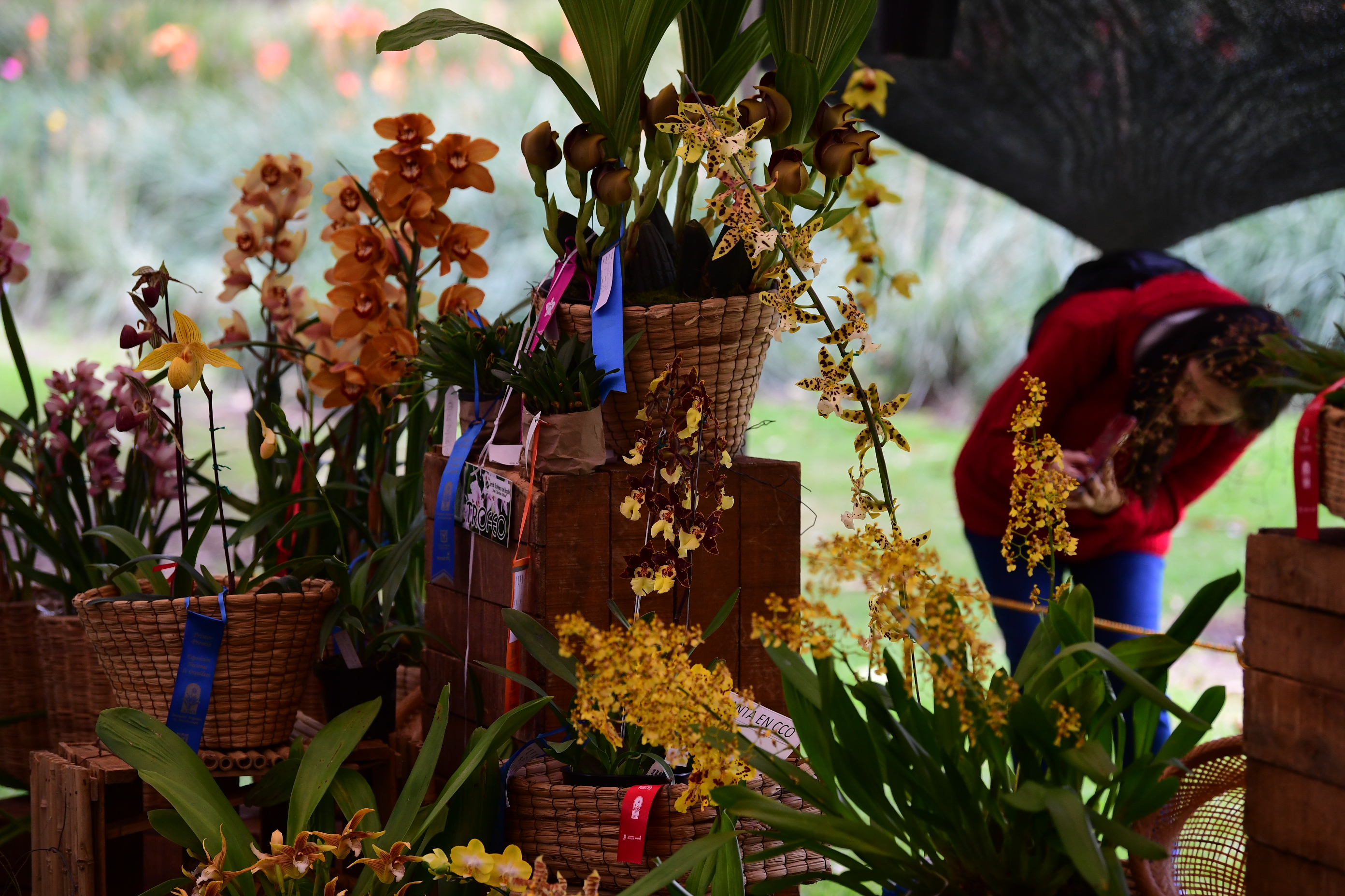 Las orquídeas colombianas: las flores del sentir nacional