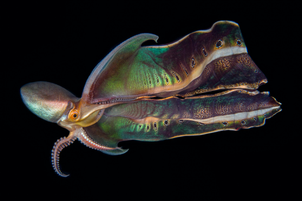 Un pulpo de manta muestra sus hermosos colores y texturas. "Estuve muy enferma durante esta inmersión", dice la fotógrafa Katherine Lu. "Pasé mucho tiempo intentando igualarme cerca de la superficie. Cuando mi guía me hizo una señal frenética para que bajara, dudé por un momento, pero fui a por ello, empujándome hacia abajo. Por suerte, mis oídos se igualaron y ante mis ojos estaba este precioso pulpo de manta.