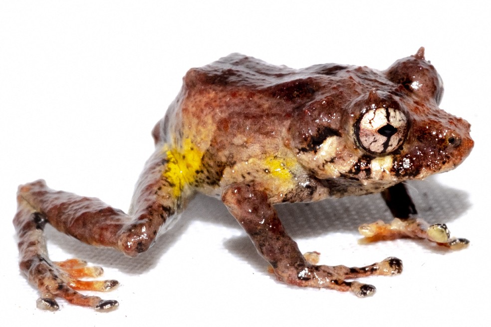 Esta especie tiene una superficie dorsal tuberculada, hocico subacuminado con un tubérculo cónico en la punta, y carecer de anillo y membrana timpánica.