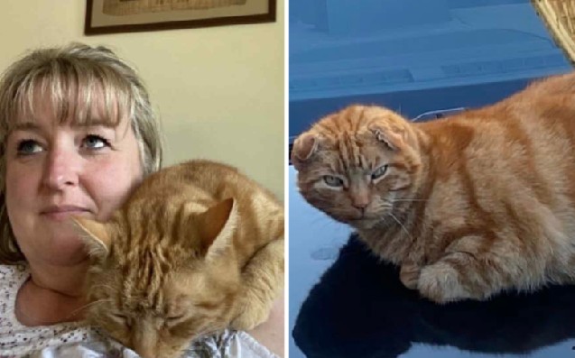 Tras dos años perdido, gato regresa con su dueña gracias a publicación en Facebook