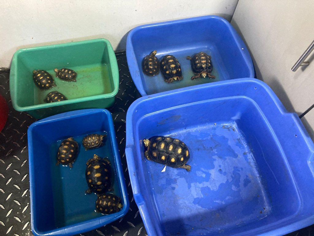Tráfico de fauna como delito es imputado por primera vez en Colombia